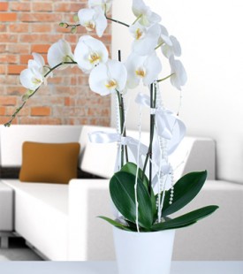 seramikte ikili beyaz orkide